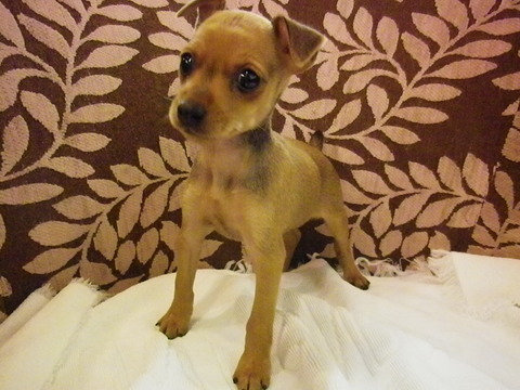 可愛い子犬たちOPFデビューしました。