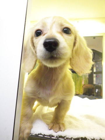 新しい仔犬ちゃんたちきました！