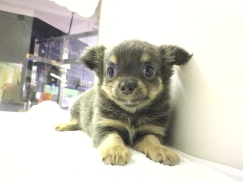 新しい仔犬ちゃんたちきました！