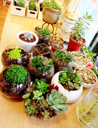 お店の多肉植物ちゃん♥︎
