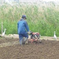 田芋畑の生物多様性について 2013/02/14 00:54:32