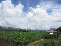梅雨明けの大山田芋畑 2013/06/19 10:06:26
