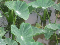 大雨の大山田芋畑 2013/05/27 09:00:00