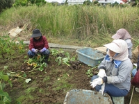 田芋畑へようこそ♪ 2014/04/22 09:00:00