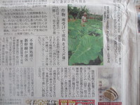 芒種（ぼうしゅ） 2013/06/17 12:54:30
