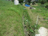 ぎのわん田芋あたいぐわ～ 2013/06/18 11:32:23