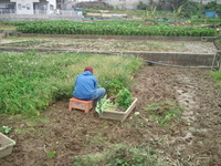 田芋畑からこんにちは。 2013/02/11 20:03:45
