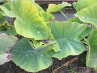 畑部　植え付け参加者募集！！！ 2014/09/04 15:39:23