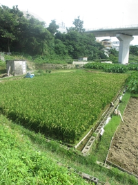 稲のターブックヮ 2015/06/28 09:45:02
