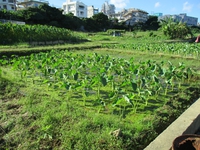 お盆用田芋の植付１ヵ月後 2016/10/25 08:26:00