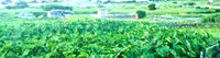 第２回田芋クイズ正解&当選者発表！ 2013/04/16 16:00:00