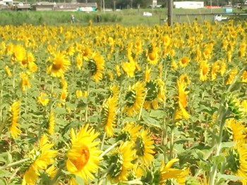 夏を感じますね～