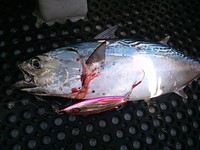 夏場のジギング
