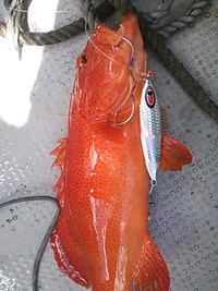 夏場のジギング