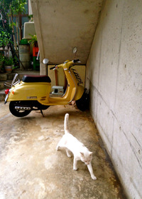 いつもの甘えん坊。 2013/09/09 21:39:37