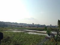 田芋畑と湧き水めぐり