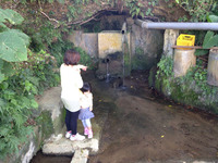 田芋畑と湧き水めぐり