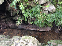田芋畑と湧き水めぐり