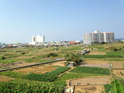 田芋畑と湧き水めぐり