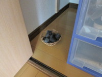 クローゼットはこまめに扉を開けて換気する＆炭を置く