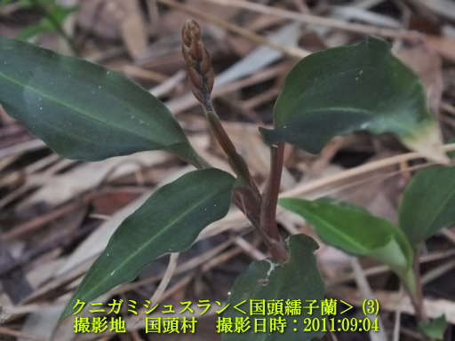 山原・・多くの植物との出会いⅢ