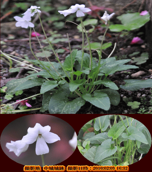 リュウキュウシロスミレ（中央下の花弁の後方に密を蓄える距・・）