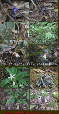 山原・・多くの植物との出会いⅠ