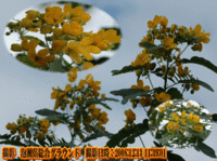 今盛り（モクセンナの花・・）