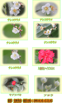 梅の花がもう咲いた
