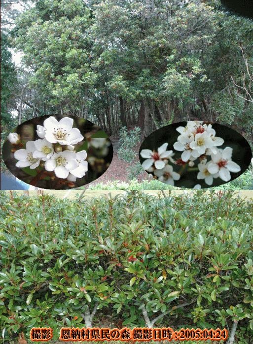 シャリンバイ 芳香がある白い小花 木々を訪ねる
