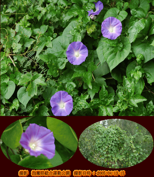 ノアサガオ（ラッパ状の淡い青色の花・・）