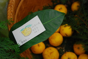 東南植物楽園　楽園流。。。