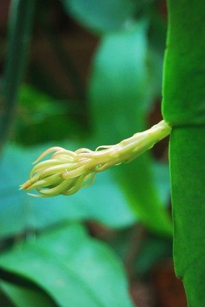 蕾　TUBOMI