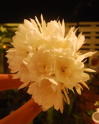 花の香りとともに。。。１０月