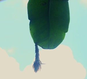 蕾　TUBOMI