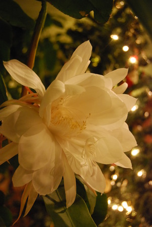 「Green　Christmas」　in　皿の上の自然