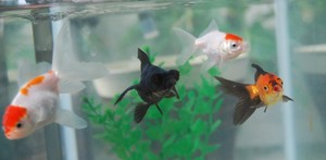 夏の終わり　いろいろ。。。