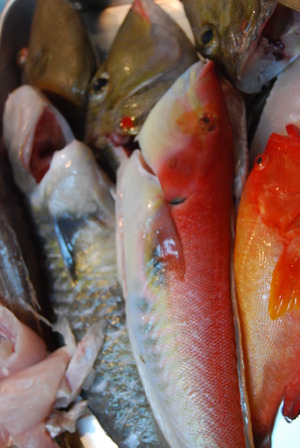 お魚の七変化