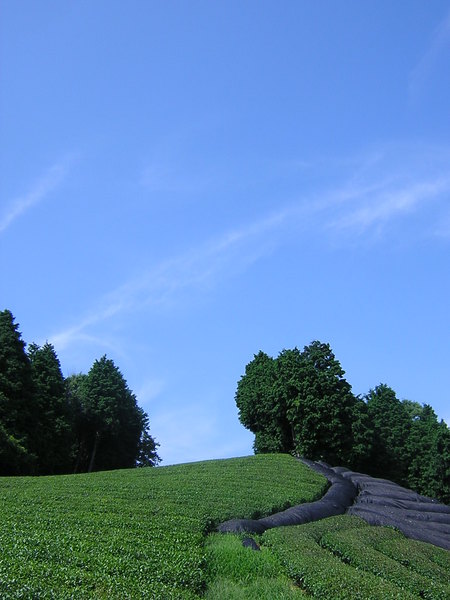 茶畑の四季(夏)　　　　のこり11日！