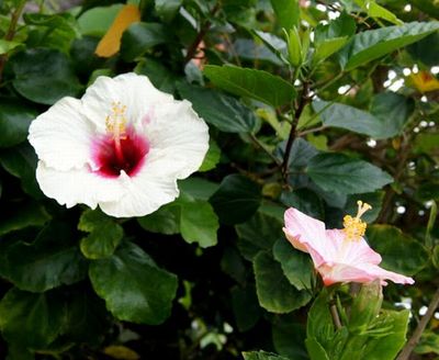 ＋沖縄de出会ったお花ﾀﾁ♪＋