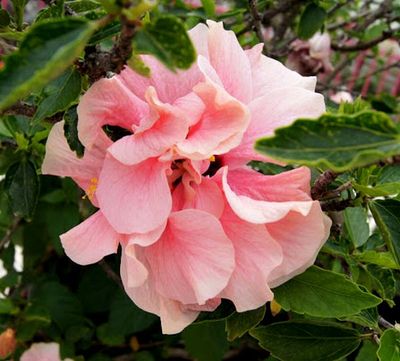 ＋沖縄de出会ったお花ﾀﾁ♪＋