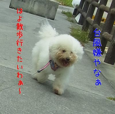 ＋史上最大級のﾀｲﾌｰﾝ∑(ﾟДﾟ|||)＋