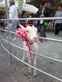 勝山シークヮーサー花香り祭り 2010/03/20 22:06:49