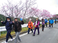 名護の桜は....その２ 2011/01/31 18:58:48