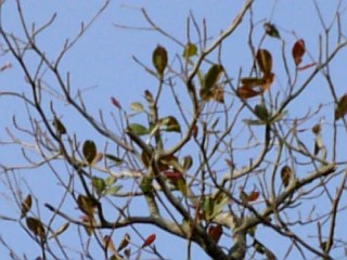 小笠原の早春・嬉しいコメント・書きたいけど書けない・・・