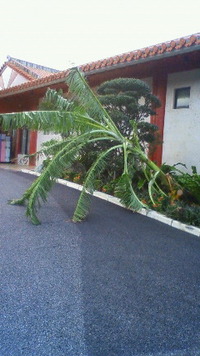 台風の爪あと・・・ 2009/10/09 16:29:39