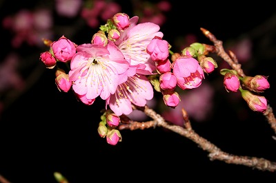 桜まつり