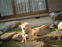 愛犬キャンタの余命・・・ 2005/12/27 23:08:00