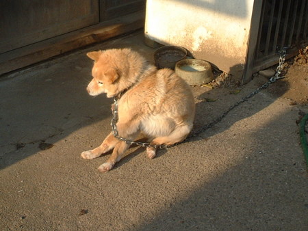 愛犬キャンタの余命・・・