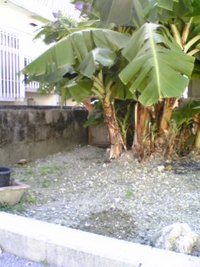 シロアリ駆除防止作業